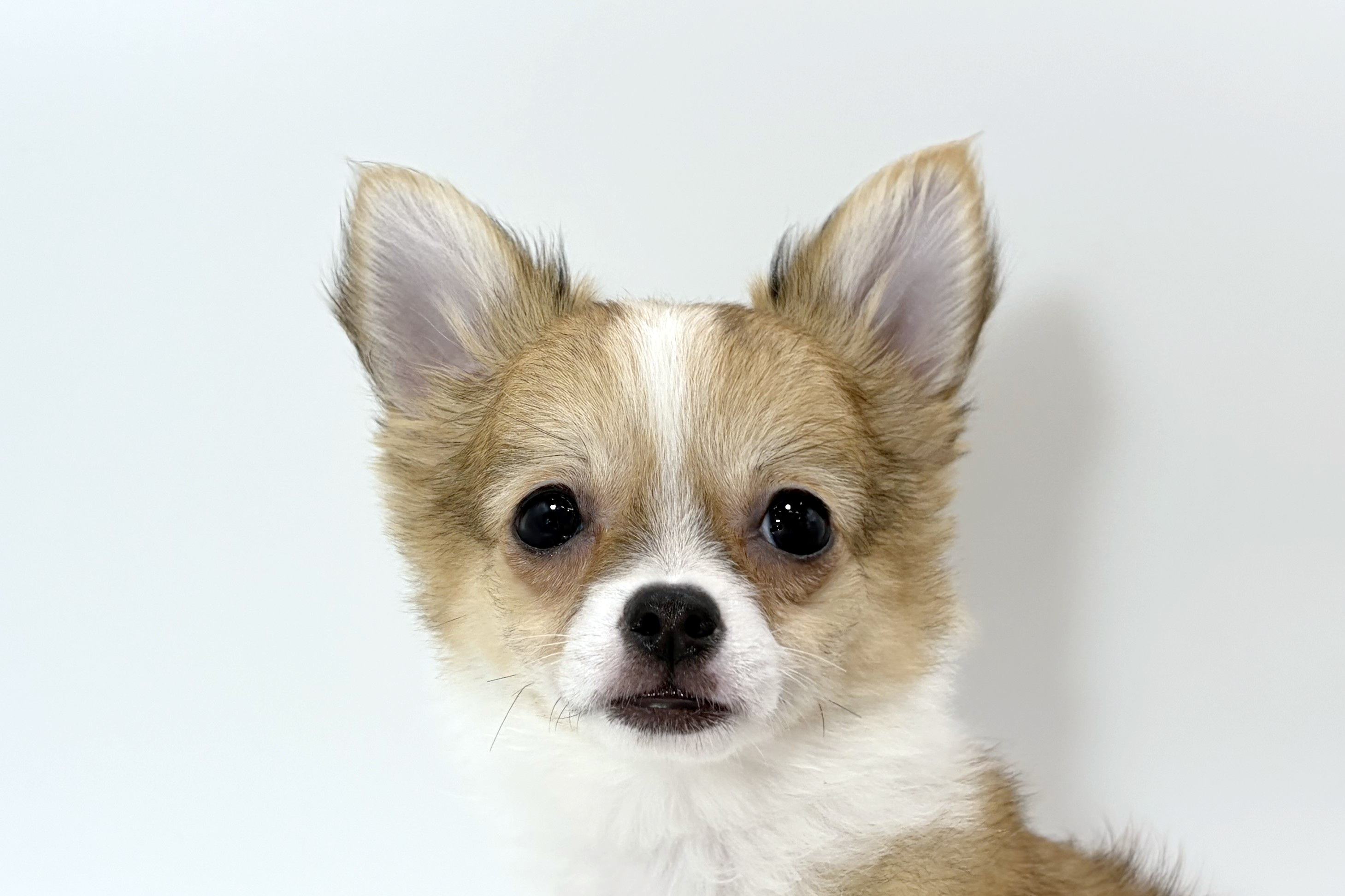 千葉県のチワワ(ロング) (DOG&CAT JOKER ららぽーと柏の葉店/2025年12月15日生まれ/女の子/レッドホワイト)の子犬の1枚目の画像