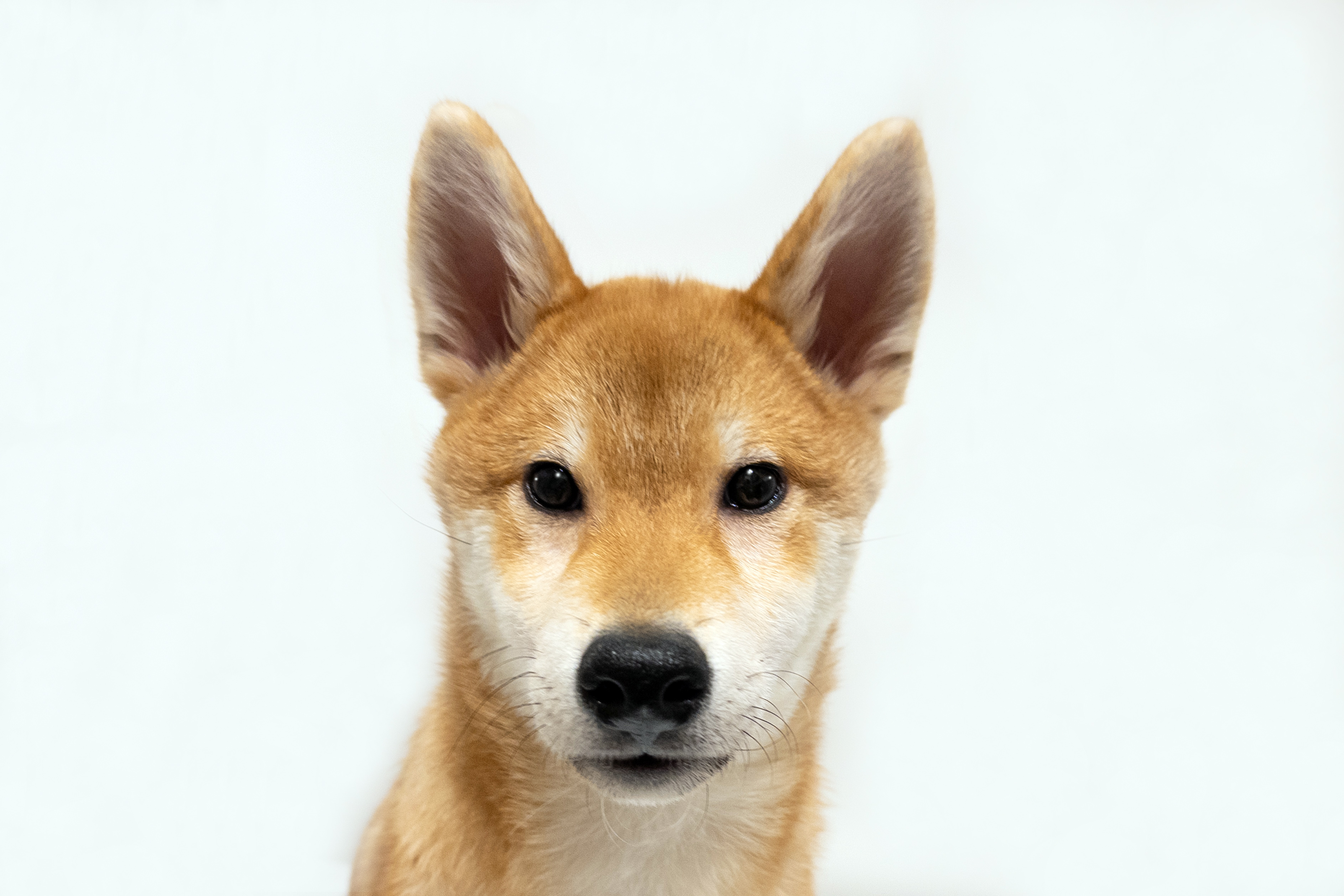 埼玉県の柴犬(標準サイズ) (DOG&CAT JOKER 樹モールプラザ川口店/2025年12月21日生まれ/男の子/赤)の子犬の1枚目の画像
