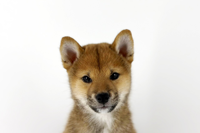 東京都の柴犬(標準サイズ) (DOG&CAT JOKER 南町田グランベリーパーク店/2025年12月21日生まれ/男の子/赤)の子犬の1枚目の画像