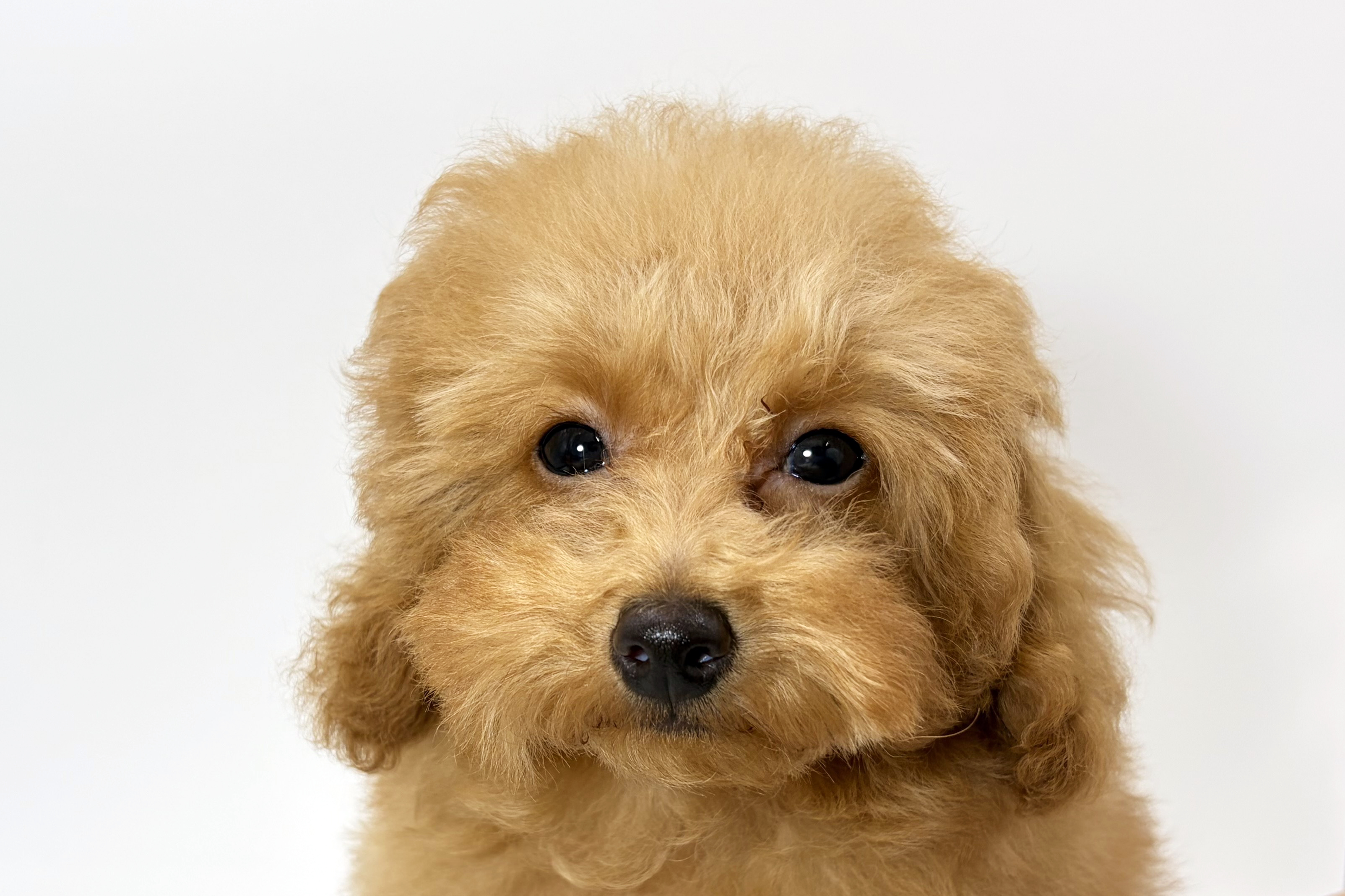 千葉県のトイプードル(トイ) (DOG&CAT JOKER ららぽーと柏の葉店/2025年12月27日生まれ/男の子/レッド)の子犬の1枚目の画像