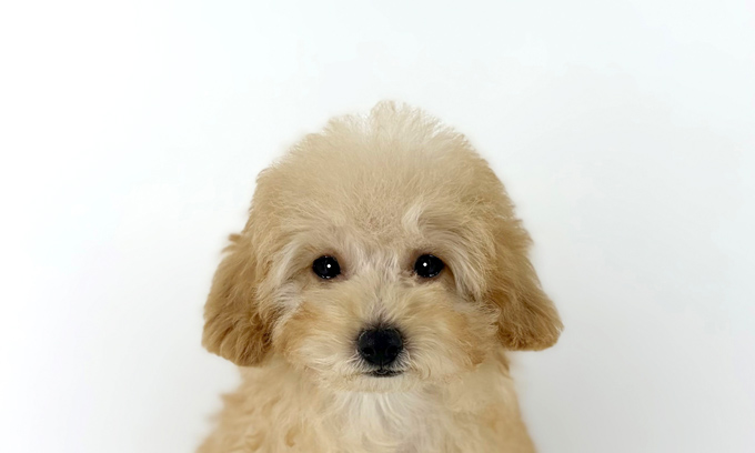 東京都のトイプードル(トイ) (DOG&CAT JOKER 南町田グランベリーパーク店/2025年12月27日生まれ/女の子/アプリコット)の子犬の1枚目の画像