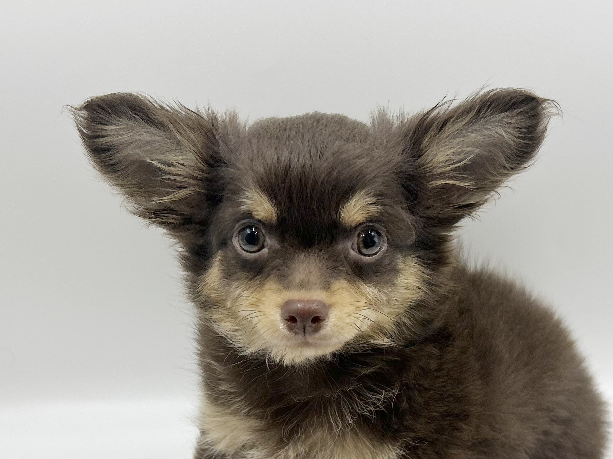 神奈川県のチワワ(ロング) (DOG&CAT JOKER ららぽーと横浜店/2026年1月4日生まれ/男の子/チョコ＆クリーム)の子犬の1枚目の画像