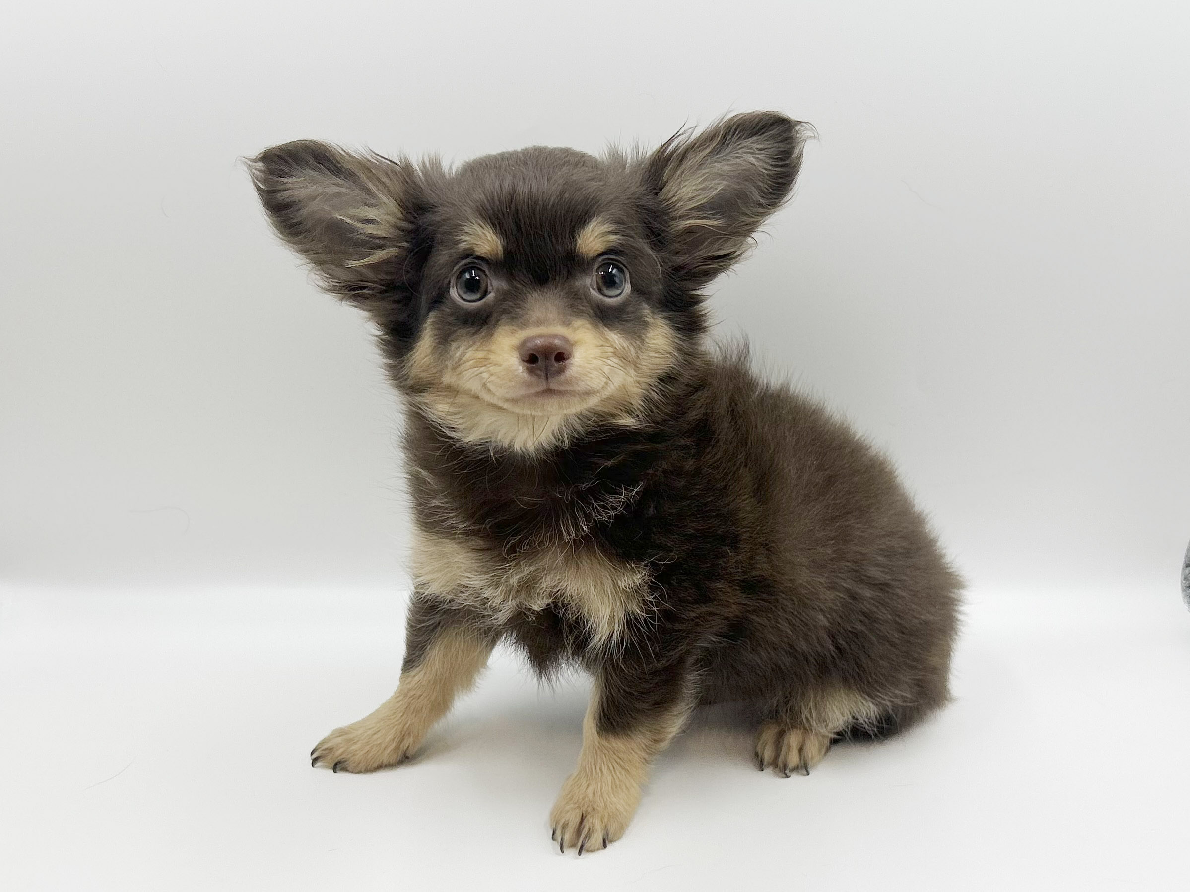 神奈川県のチワワ(ロング) (DOG&CAT JOKER ららぽーと横浜店/2026年1月4日生まれ/男の子/チョコ＆クリーム)の子犬の2枚目の画像