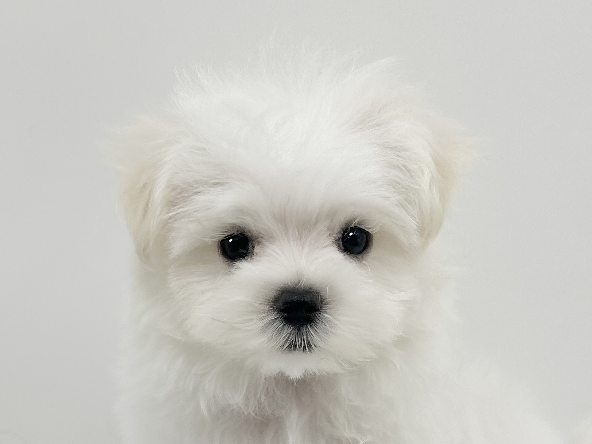 神奈川県のマルチーズ (DOG&CAT JOKER ららぽーと横浜店/2026年1月4日生まれ/男の子/ホワイト)の子犬の1枚目の画像