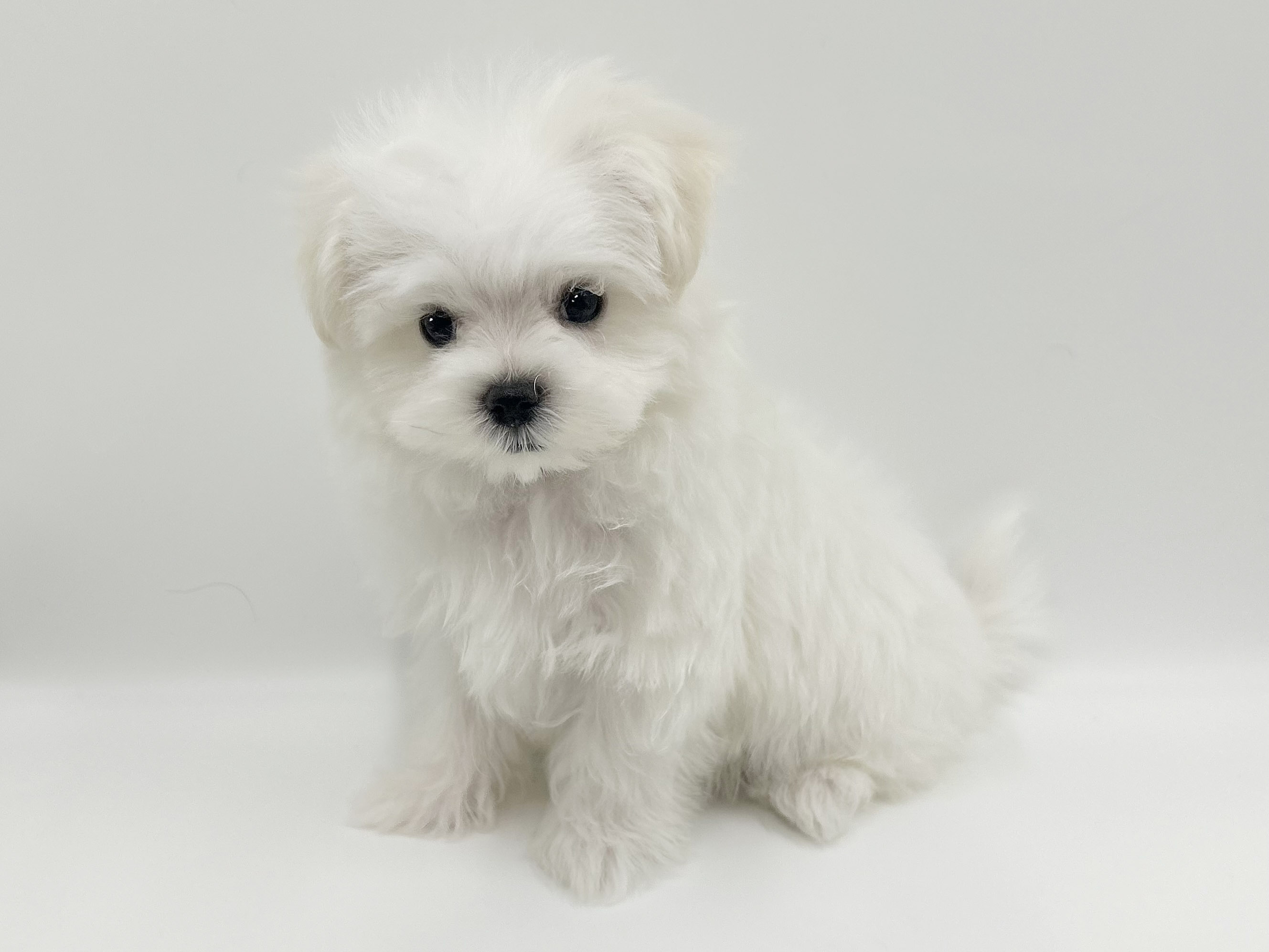 神奈川県のマルチーズ (DOG&CAT JOKER ららぽーと横浜店/2026年1月4日生まれ/男の子/ホワイト)の子犬の2枚目の画像