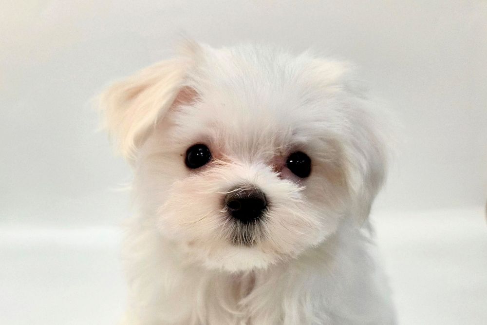 神奈川県のマルチーズ (DOG&CAT JOKER そごう横浜店/2026年1月8日生まれ/女の子/ホワイト)の子犬の1枚目の画像