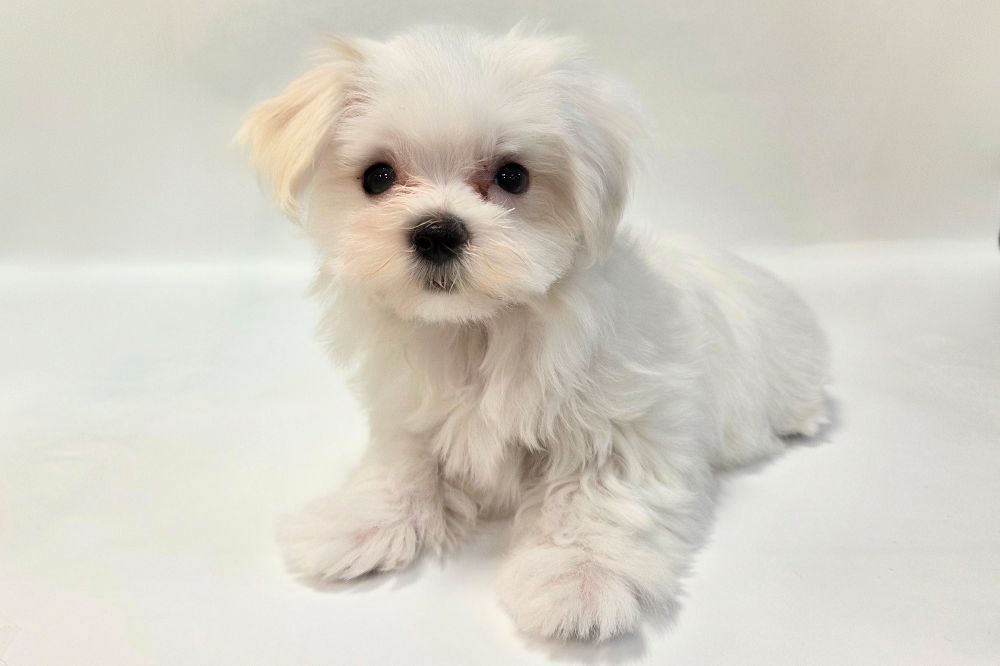 神奈川県のマルチーズ (DOG&CAT JOKER そごう横浜店/2026年1月8日生まれ/女の子/ホワイト)の子犬の2枚目の画像