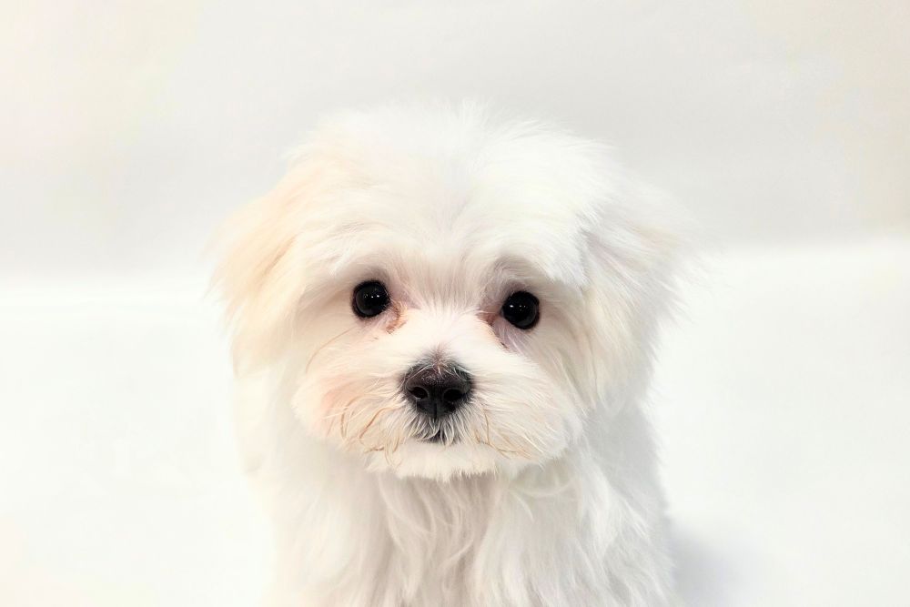 神奈川県のマルチーズ (DOG&CAT JOKER そごう横浜店/2026年1月8日生まれ/女の子/ホワイト)の子犬の1枚目の画像