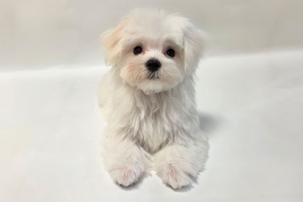 神奈川県のマルチーズ (DOG&CAT JOKER そごう横浜店/2026年1月8日生まれ/女の子/ホワイト)の子犬の2枚目の画像