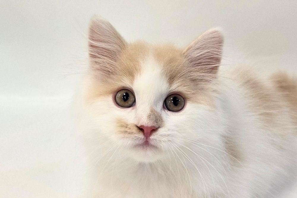 神奈川県のミヌエット (DOG&CAT JOKER そごう横浜店/2026年1月8日生まれ/男の子/クリームタビーホワイト)の子猫の1枚目の画像