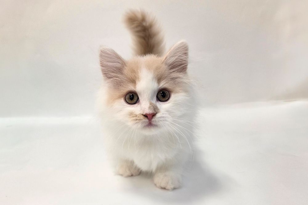 神奈川県のミヌエット (DOG&CAT JOKER そごう横浜店/2026年1月8日生まれ/男の子/クリームタビーホワイト)の子猫の2枚目の画像