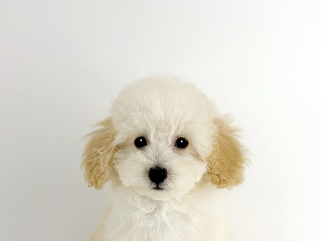 東京都のトイプードル(トイ) (DOG&CAT JOKER 南町田グランベリーパーク店/2026年1月18日生まれ/男の子/クリーム)の子犬の1枚目の画像