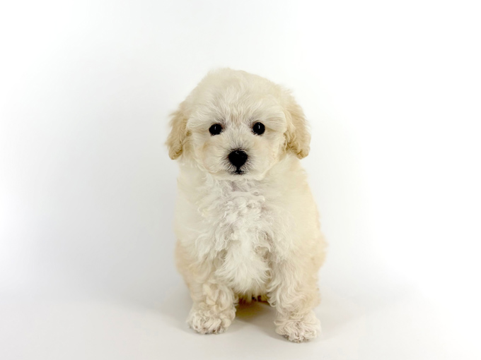 東京都のトイプードル(トイ) (DOG&CAT JOKER 南町田グランベリーパーク店/2026年1月18日生まれ/男の子/クリーム)の子犬の2枚目の画像