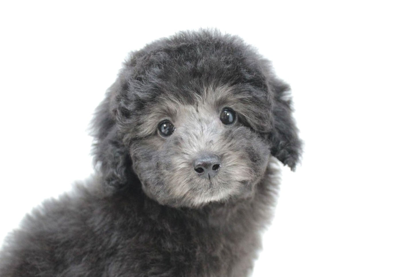 東京都のトイプードル(トイ) (DOG&CAT JOKER 二子玉川店 AVENUE/2026年1月18日生まれ/女の子/シルバー)の子犬の1枚目の画像