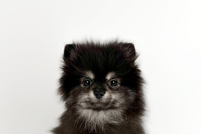 東京都のポメラニアン (DOG&CAT JOKER 南町田グランベリーパーク店/2026年1月18日生まれ/男の子/ブラックタン)の子犬の1枚目の画像