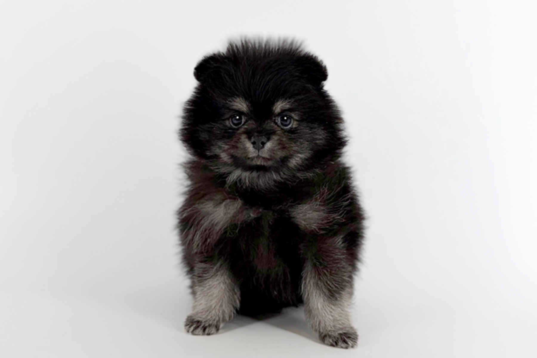 東京都のポメラニアン (DOG&CAT JOKER 南町田グランベリーパーク店/2026年1月18日生まれ/男の子/ブラックタン)の子犬の2枚目の画像