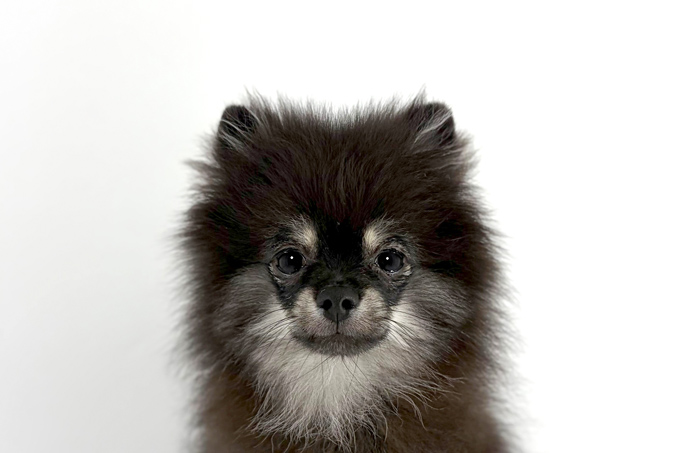 東京都のポメラニアン (DOG&CAT JOKER 南町田グランベリーパーク店/2026年1月18日生まれ/男の子/ブラックタン)の子犬の1枚目の画像