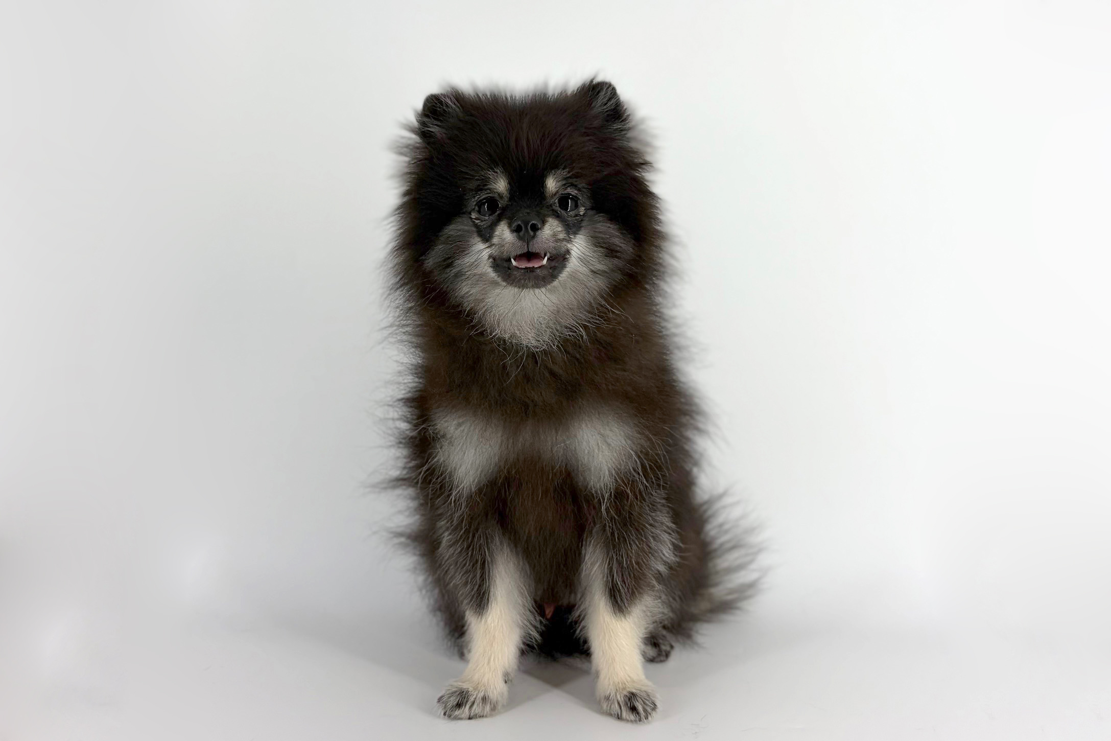 東京都のポメラニアン (DOG&CAT JOKER 南町田グランベリーパーク店/2026年1月18日生まれ/男の子/ブラックタン)の子犬の2枚目の画像
