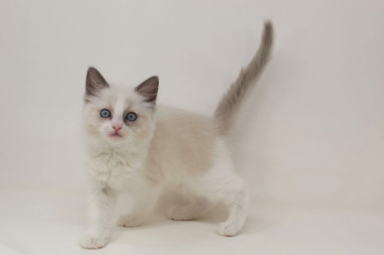 東京都のラグドール (DOG&CAT JOKER 二子玉川店 AVENUE/2026年1月24日生まれ/女の子/ブルーポイントバイカラー)の子猫の3枚目の画像