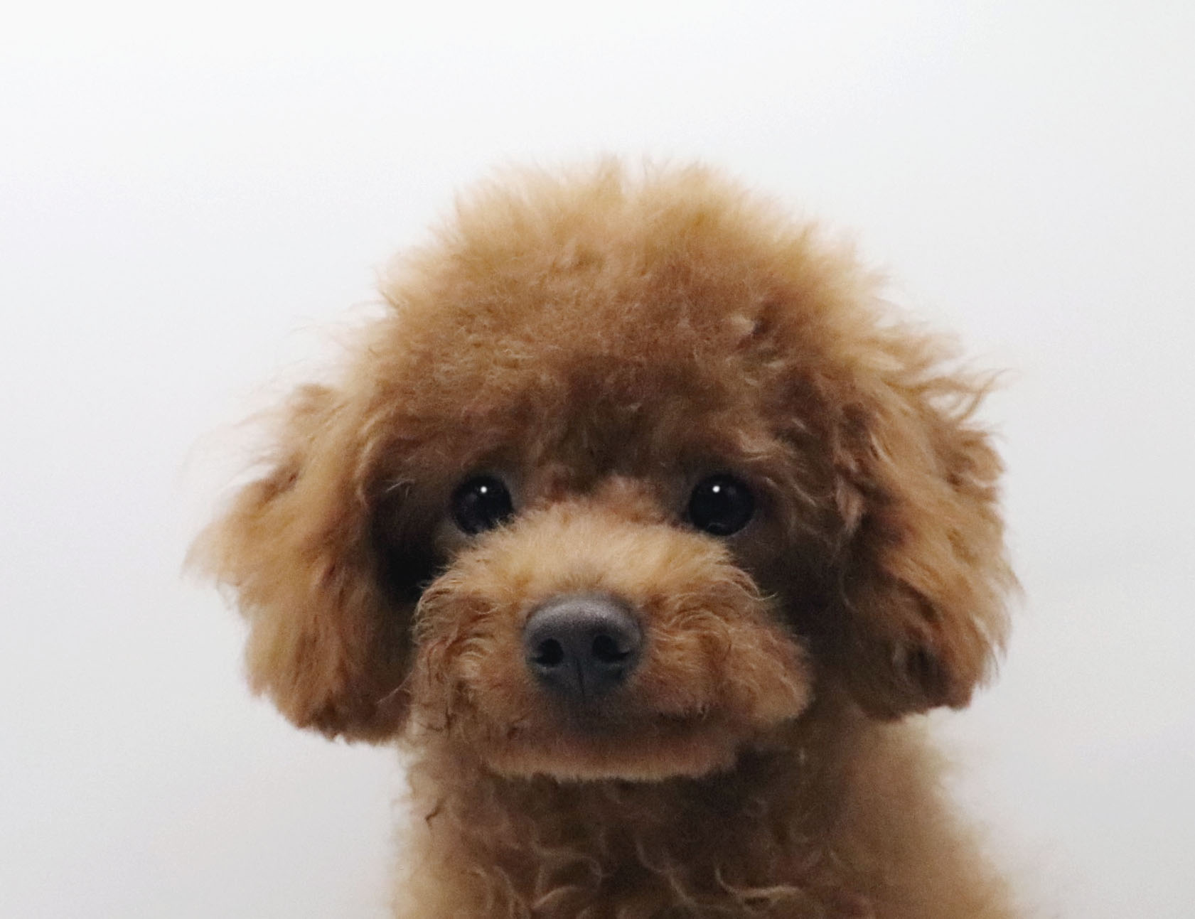 東京都のトイプードル(トイ) (DOG&CAT JOKER グリーンスプリングス立川店/2026年1月25日生まれ/男の子/レッド)の子犬の1枚目の画像