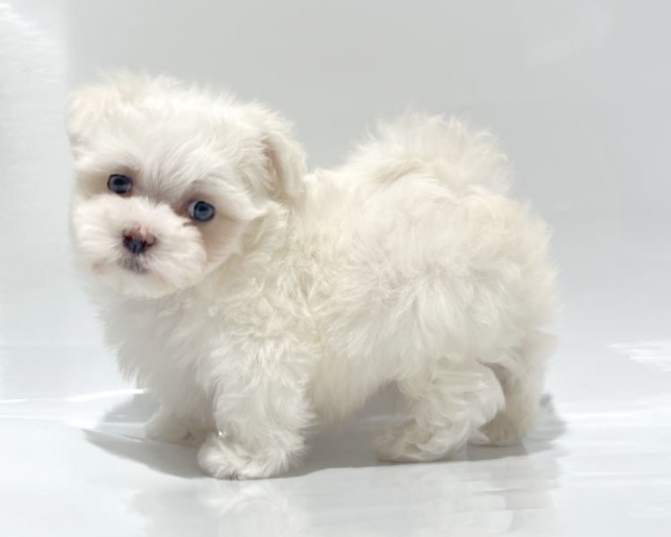 東京都のマルチーズ (DOG&CAT JOKER コピス吉祥寺店/2026年1月25日生まれ/男の子/ホワイト)の子犬の2枚目の画像