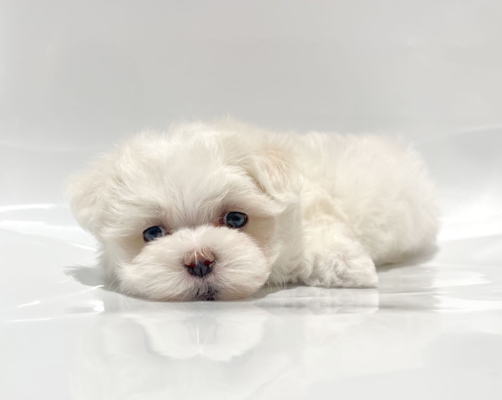 東京都のマルチーズ (DOG&CAT JOKER コピス吉祥寺店/2026年1月25日生まれ/男の子/ホワイト)の子犬の3枚目の画像