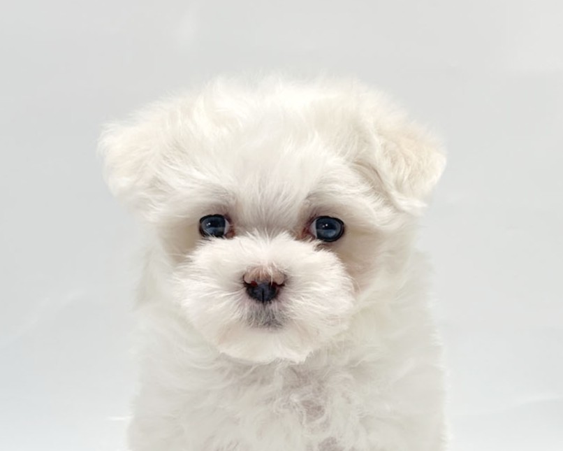 東京都のマルチーズ (DOG&CAT JOKER コピス吉祥寺店/2026年1月25日生まれ/男の子/ホワイト)の子犬の1枚目の画像