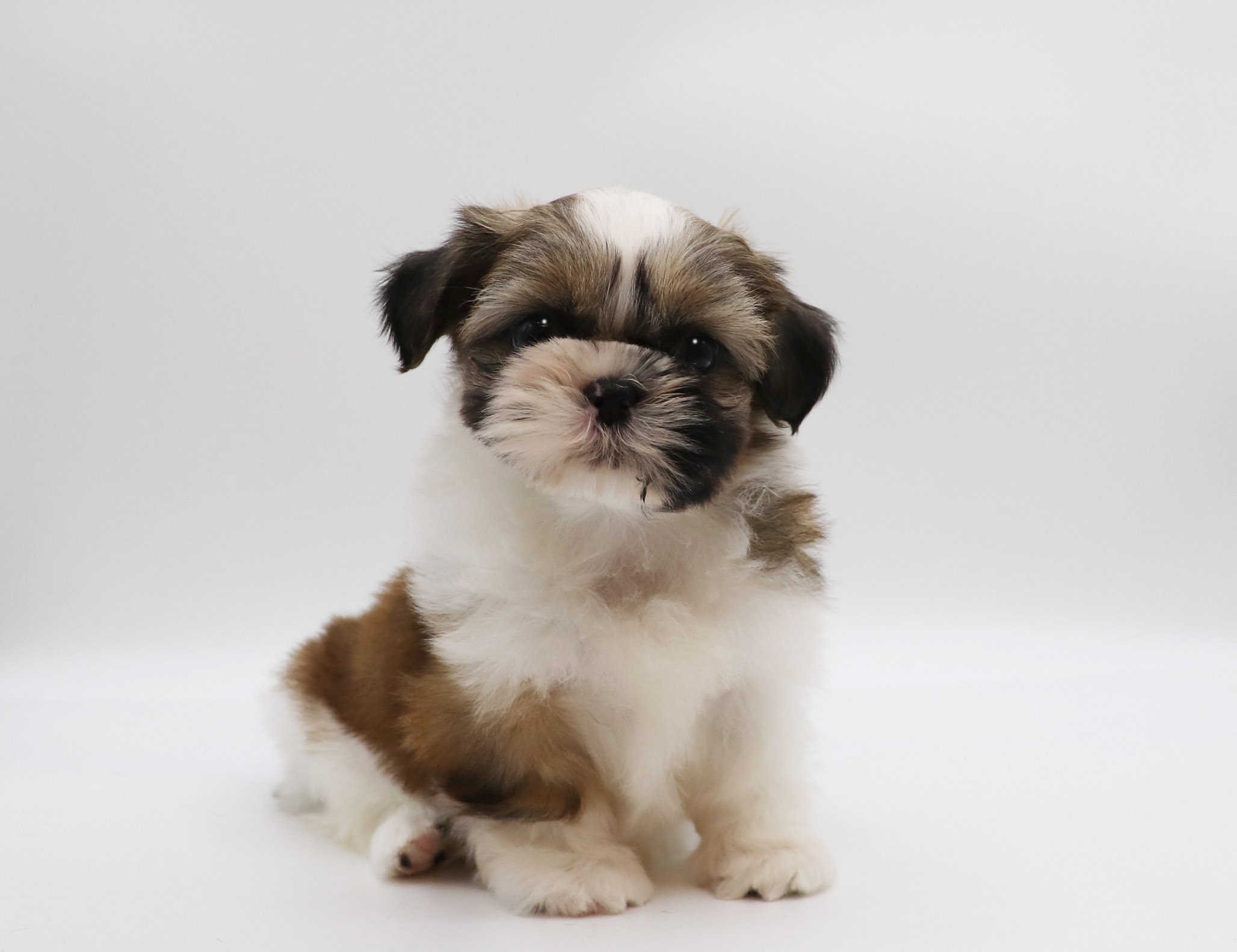 東京都のシーズー (DOG&CAT JOKER グリーンスプリングス立川店/2026年1月31日生まれ/女の子/ホワイトゴールド)の子犬の2枚目の画像