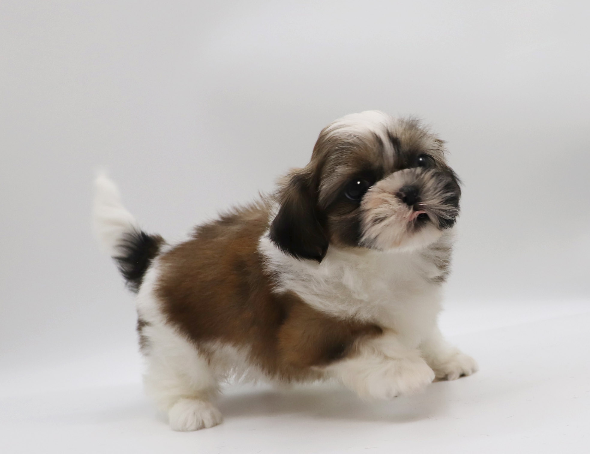 東京都のシーズー (DOG&CAT JOKER グリーンスプリングス立川店/2026年1月31日生まれ/女の子/ホワイトゴールド)の子犬の3枚目の画像