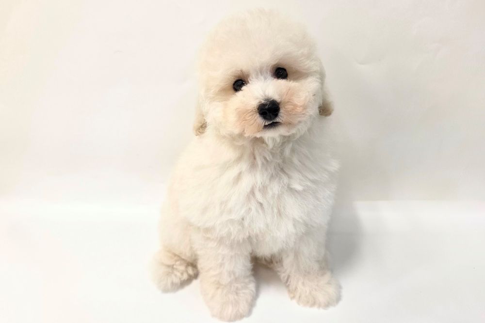 神奈川県のトイプードル(トイ) (DOG&CAT JOKER そごう横浜店/2026年1月29日生まれ/男の子/ホワイト)の子犬の2枚目の画像