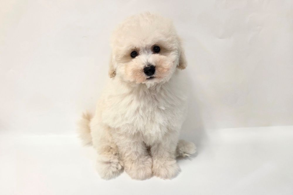 神奈川県のトイプードル(トイ) (DOG&CAT JOKER そごう横浜店/2026年1月29日生まれ/男の子/ホワイト)の子犬の3枚目の画像