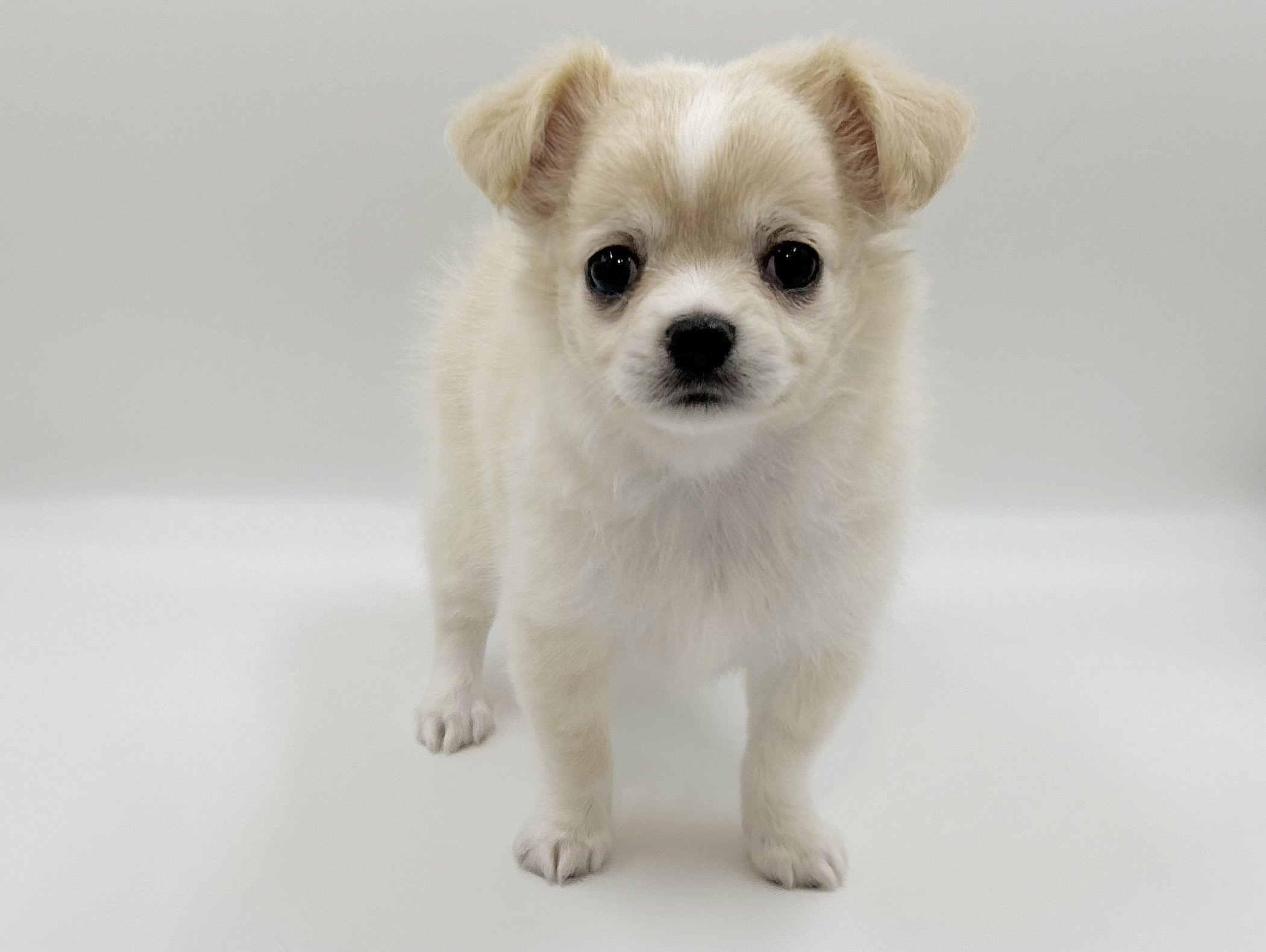 神奈川県のチワワ(ロング) (DOG&CAT JOKER ららぽーと横浜店/2026年2月14日生まれ/女の子/クリームホワイト)の子犬の2枚目の画像