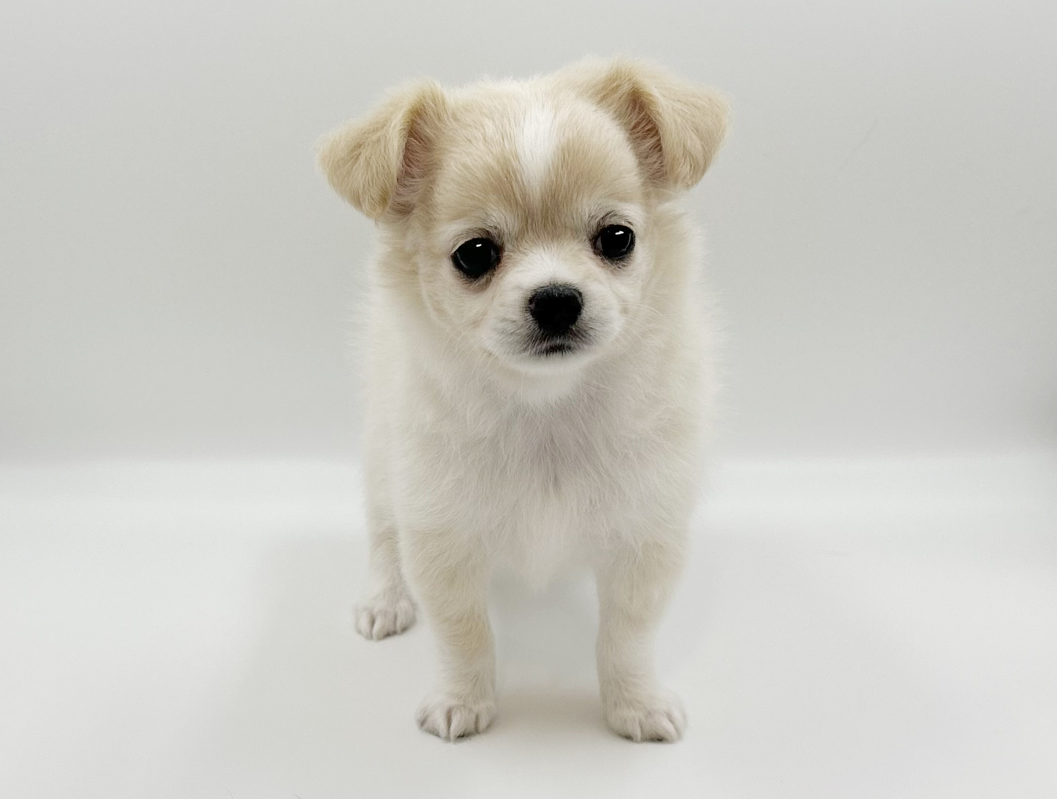 神奈川県のチワワ(ロング) (DOG&CAT JOKER ららぽーと横浜店/2026年2月14日生まれ/女の子/クリームホワイト)の子犬の3枚目の画像