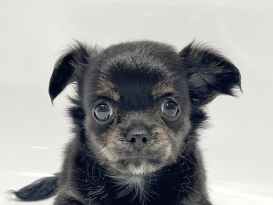 東京都のチワワ(ロング) (DOG&CAT JOKER コピス吉祥寺店/2026年2月14日生まれ/女の子/ブラックタン)の子犬