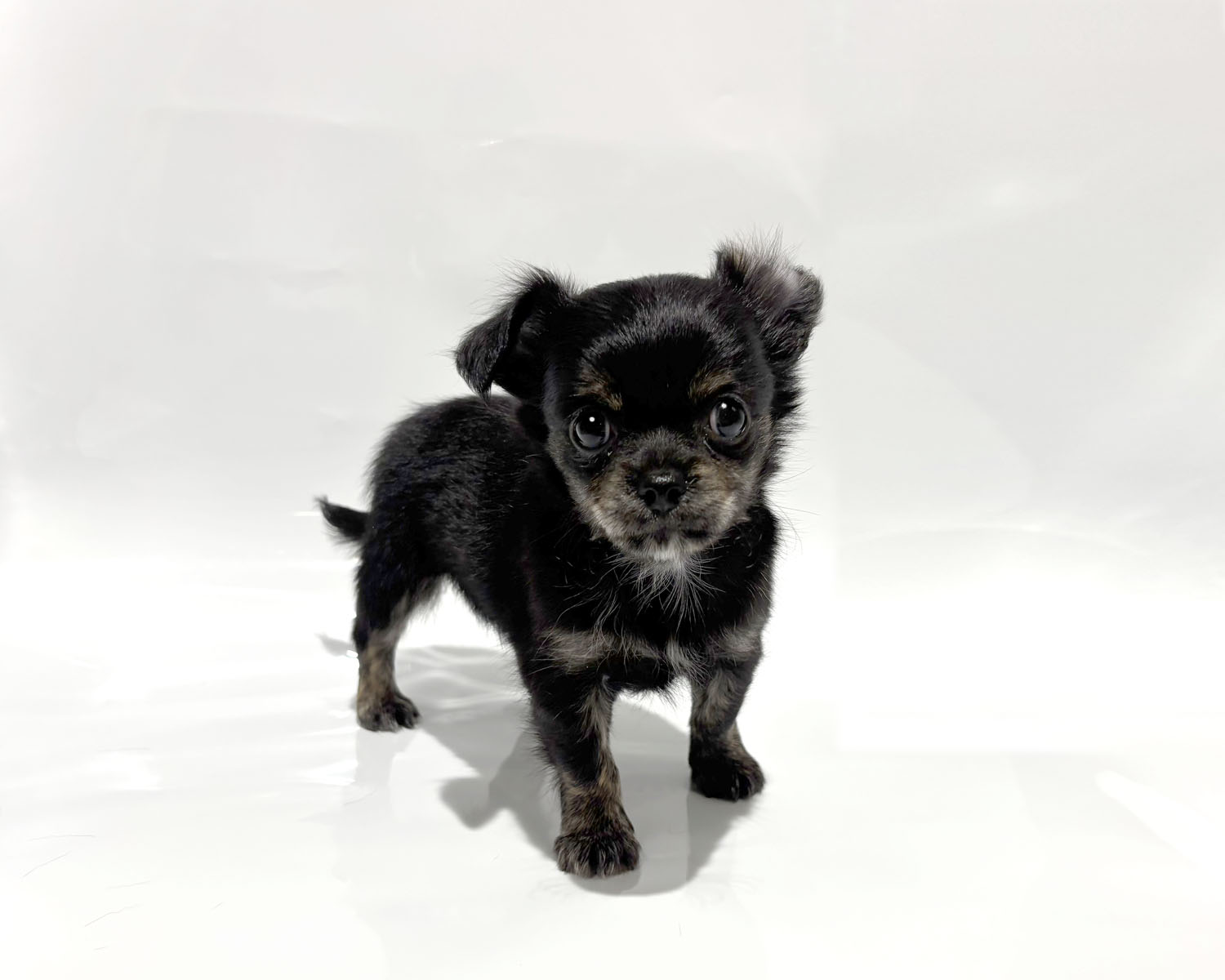 東京都のチワワ(ロング) (DOG&CAT JOKER コピス吉祥寺店/2026年2月14日生まれ/女の子/ブラックタン)の子犬の3枚目の画像