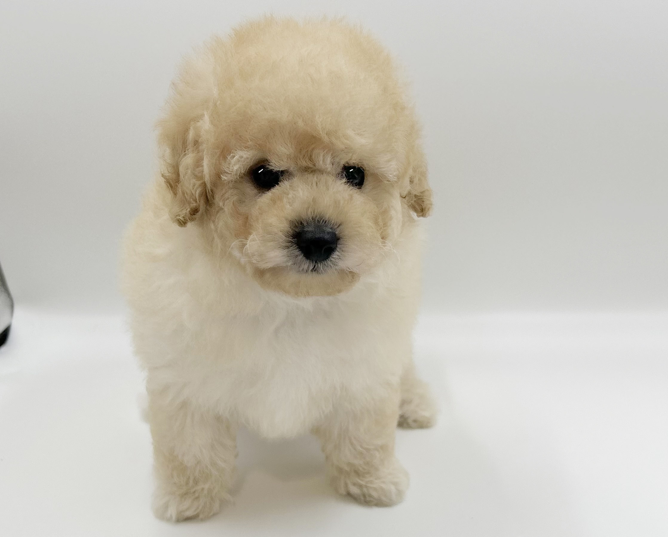 神奈川県のトイプードル(トイ) (DOG&CAT JOKER ららぽーと横浜店/2026年2月14日生まれ/男の子/クリーム)の子犬の2枚目の画像