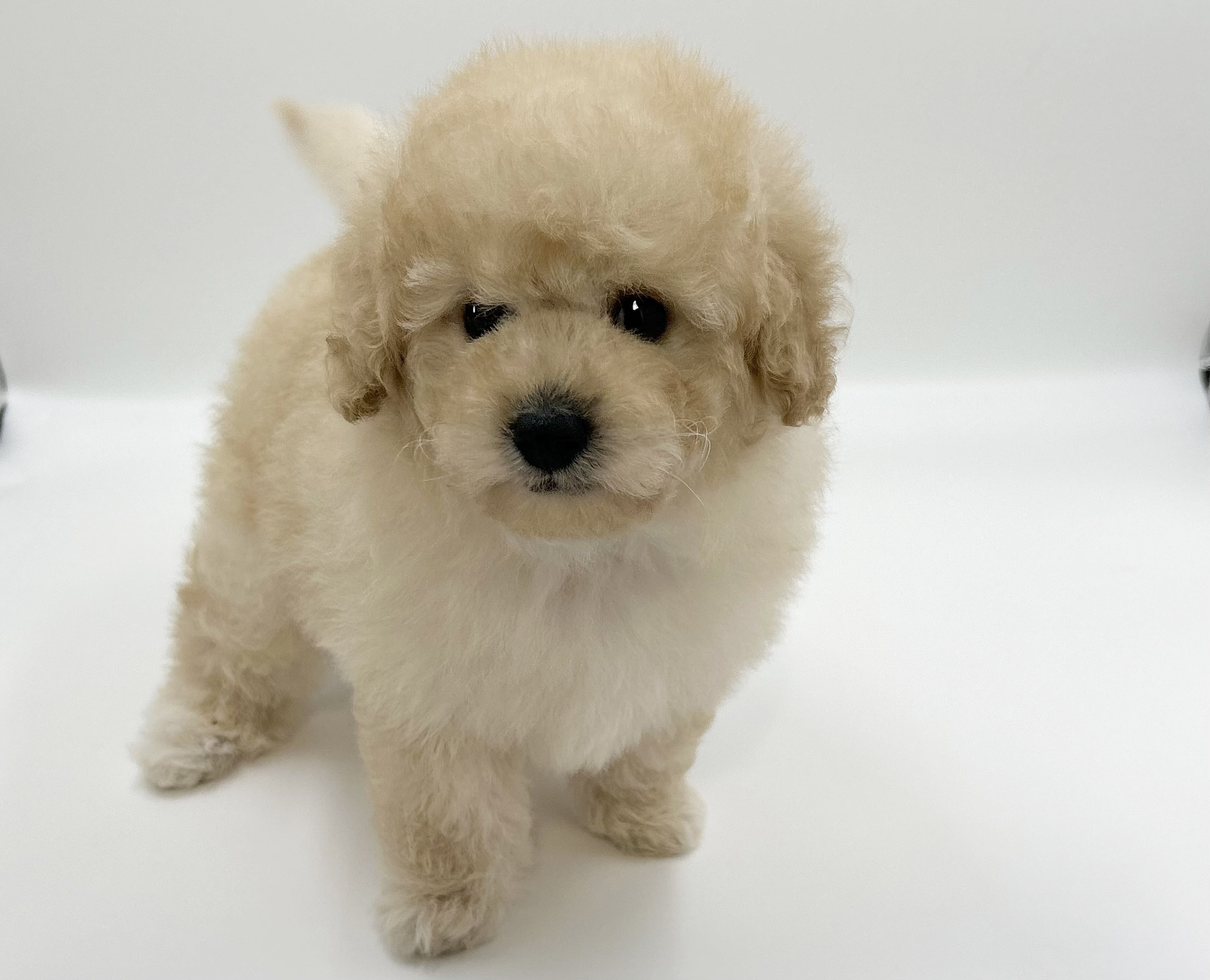 神奈川県のトイプードル(トイ) (DOG&CAT JOKER ららぽーと横浜店/2026年2月14日生まれ/男の子/クリーム)の子犬の3枚目の画像