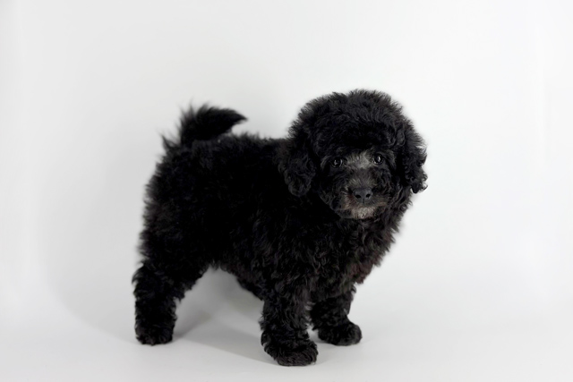 東京都のトイプードル(トイ) (DOG&CAT JOKER 南町田グランベリーパーク店/2026年2月14日生まれ/女の子/シルバー)の子犬の2枚目の画像