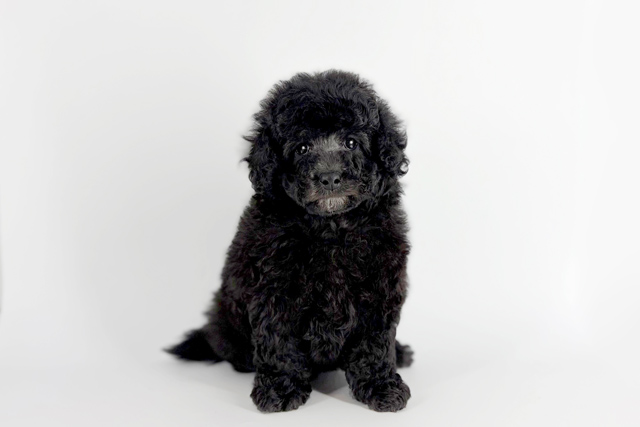 東京都のトイプードル(トイ) (DOG&CAT JOKER 南町田グランベリーパーク店/2026年2月14日生まれ/女の子/シルバー)の子犬の3枚目の画像