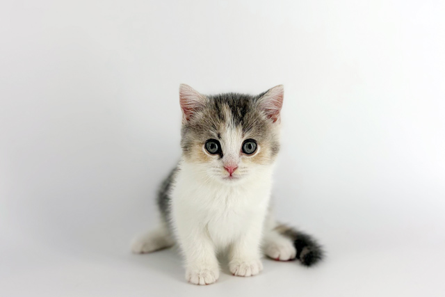 東京都のマンチカン (DOG&CAT JOKER 南町田グランベリーパーク店/2026年2月15日生まれ/女の子/ダイリュートキャリコ)の子猫の2枚目の画像