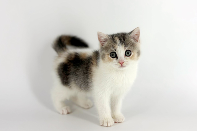 東京都のマンチカン (DOG&CAT JOKER 南町田グランベリーパーク店/2026年2月15日生まれ/女の子/ダイリュートキャリコ)の子猫の3枚目の画像