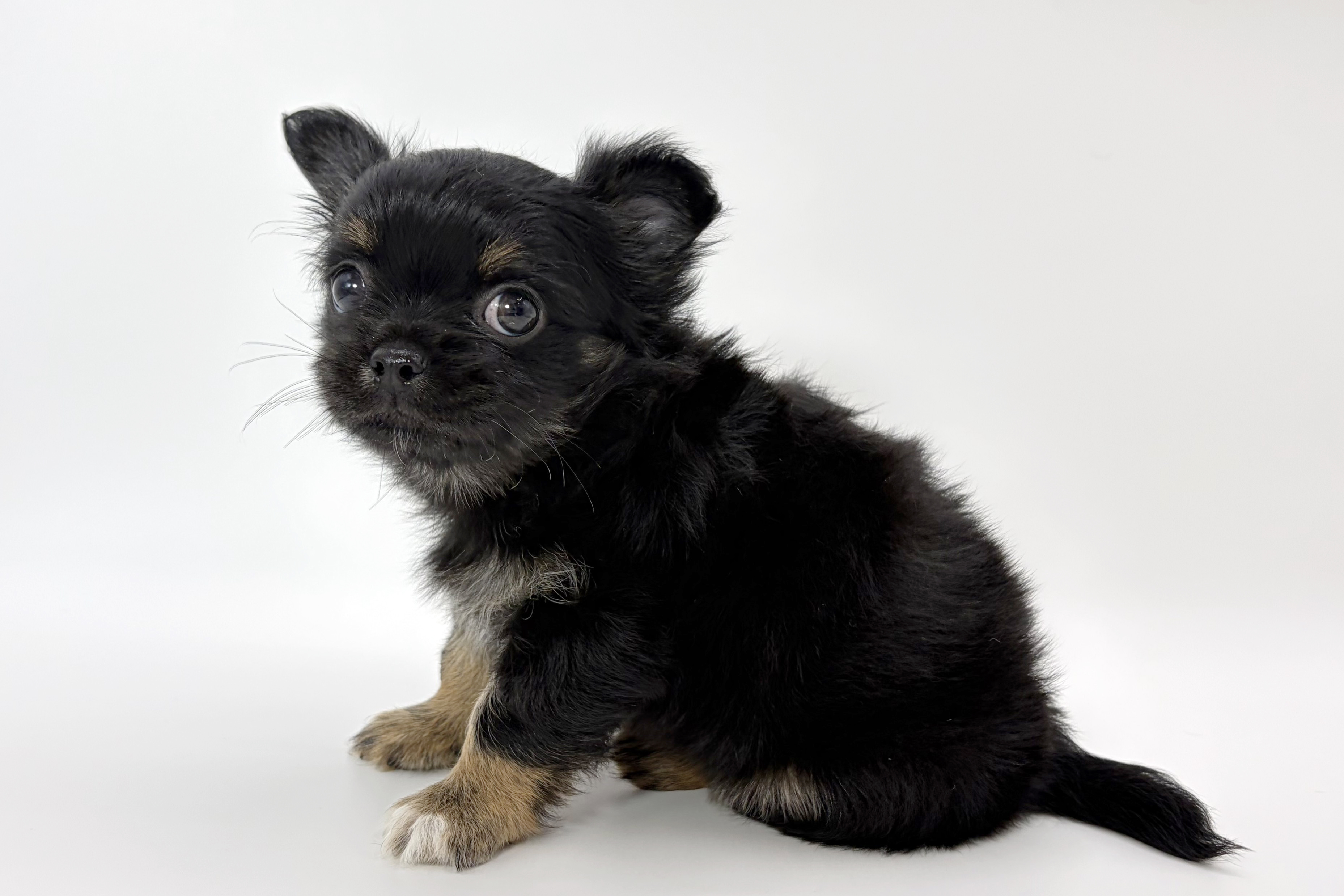 千葉県のチワワ(ロング) (DOG&CAT JOKER ららぽーと柏の葉店/2026年2月13日生まれ/男の子/ブラックタン)の子犬の2枚目の画像