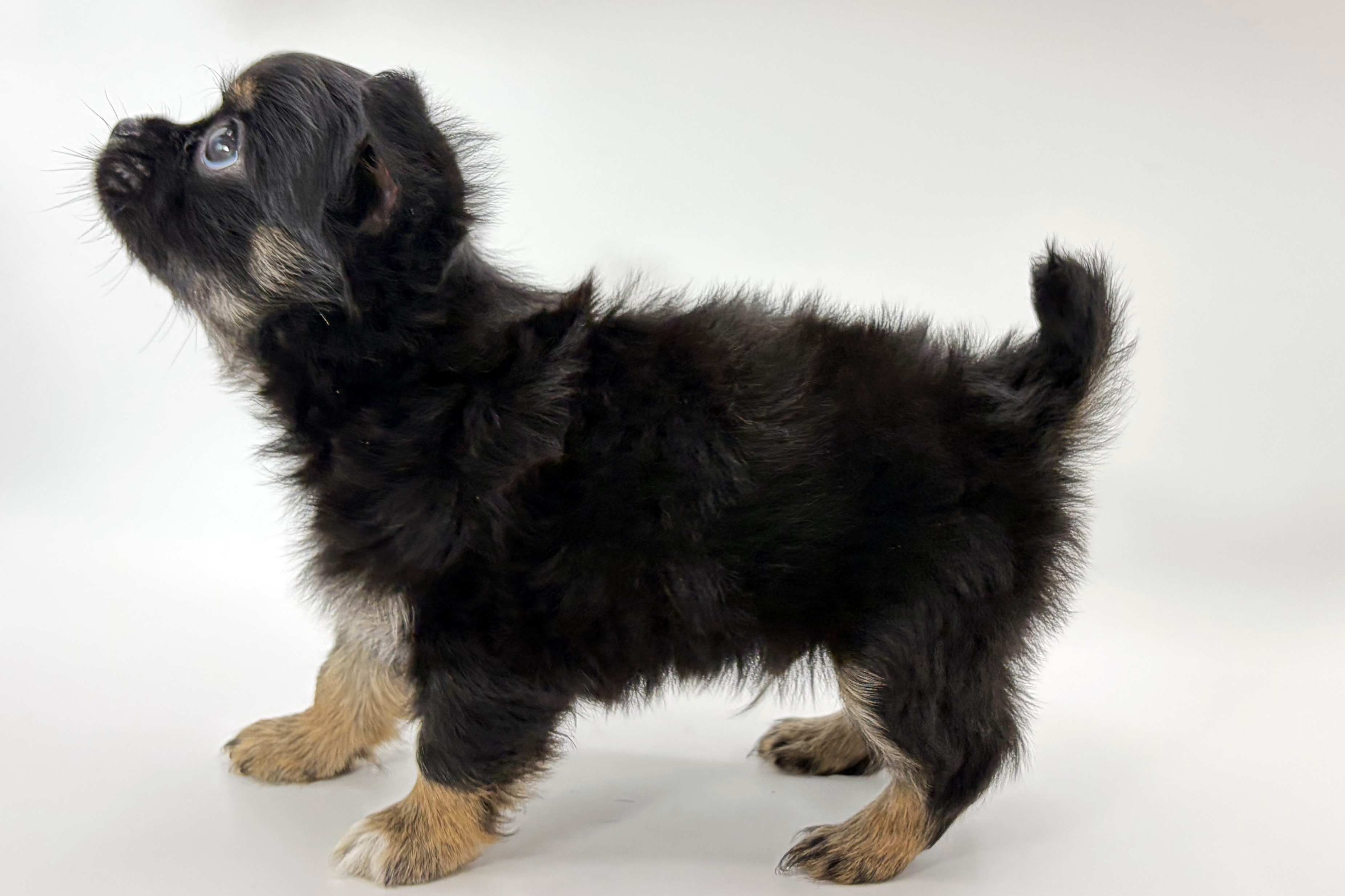 千葉県のチワワ(ロング) (DOG&CAT JOKER ららぽーと柏の葉店/2026年2月13日生まれ/男の子/ブラックタン)の子犬の3枚目の画像