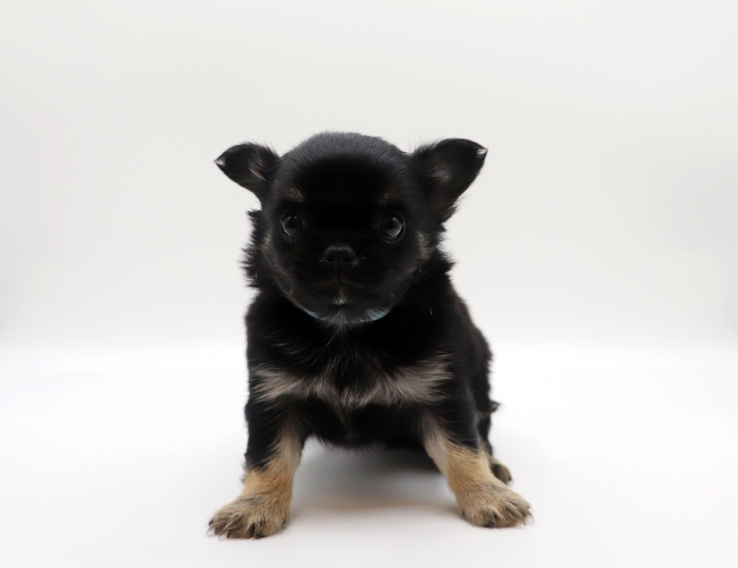 東京都のチワワ(ロング) (DOG&CAT JOKER グリーンスプリングス立川店/2026年2月13日生まれ/男の子/ブラックタン)の子犬の2枚目の画像