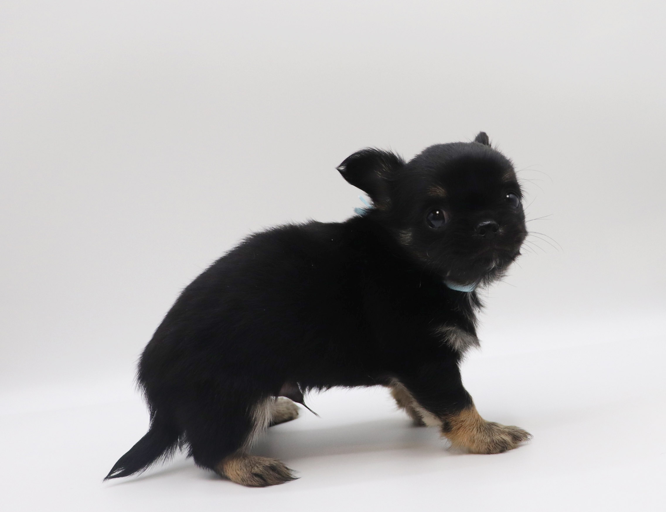 東京都のチワワ(ロング) (DOG&CAT JOKER グリーンスプリングス立川店/2026年2月13日生まれ/男の子/ブラックタン)の子犬の3枚目の画像