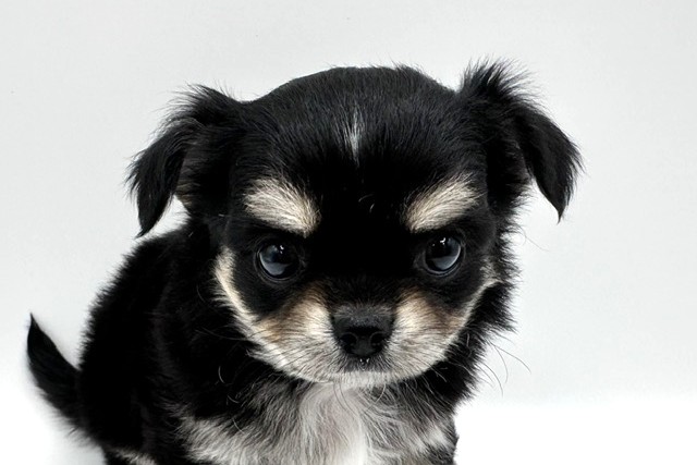 東京都のチワワ(ロング) (DOG&CAT JOKER 六本木店/2026年2月13日生まれ/女の子/ブラックタン)の子犬の1枚目の画像