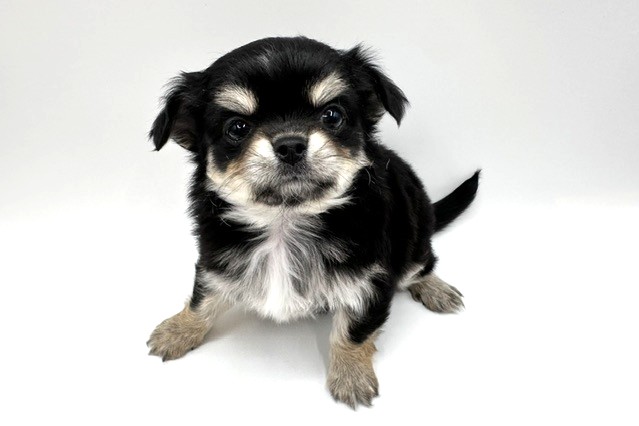 東京都のチワワ(ロング) (DOG&CAT JOKER 六本木店/2026年2月13日生まれ/女の子/ブラックタン)の子犬の2枚目の画像