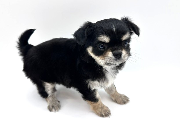 東京都のチワワ(ロング) (DOG&CAT JOKER 六本木店/2026年2月13日生まれ/女の子/ブラックタン)の子犬の3枚目の画像