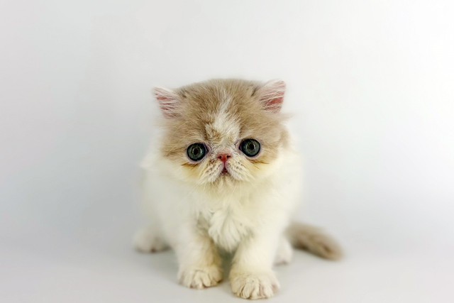 東京都のエキゾチック (DOG&CAT JOKER 南町田グランベリーパーク店/2026年2月15日生まれ/男の子/クリームホワイト)の子猫の2枚目の画像