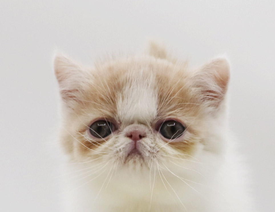 東京都のエキゾチック (DOG&CAT JOKER グリーンスプリングス立川店/2026年2月15日生まれ/女の子/クリームホワイト)の子猫の1枚目の画像